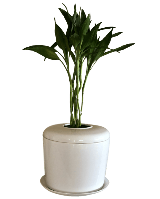 The Living Urn Indoors / Patio - Teraloom