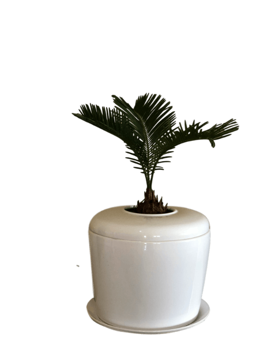 The Living Urn Indoors / Patio - Teraloom